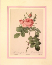 Rose mode 20
